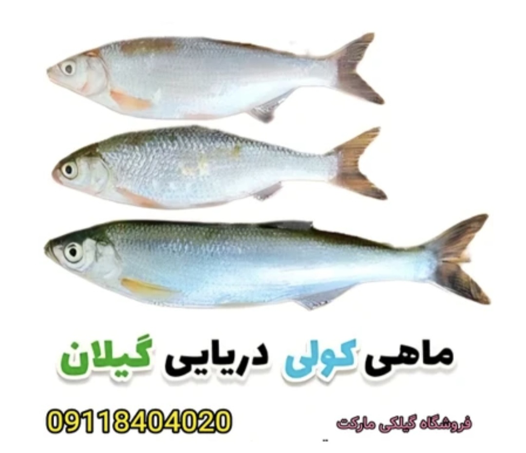 ماهی کاس کولی  (شاه کولی) دریای خزر